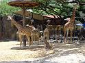 31st-Anniversary-Trip-to-Zoo-7-2014-024a