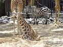 31st-Anniversary-Trip-to-Zoo-7-2014-024b
