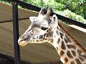 31st-Anniversary-Trip-to-Zoo-7-2014-024c