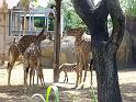 31st-Anniversary-Trip-to-Zoo-7-2014-028