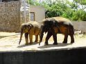 31st-Anniversary-Trip-to-Zoo-7-2014-053