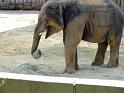 31st-Anniversary-Trip-to-Zoo-7-2014-055