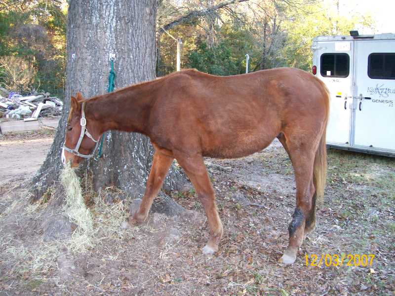Rescue Horse Radar