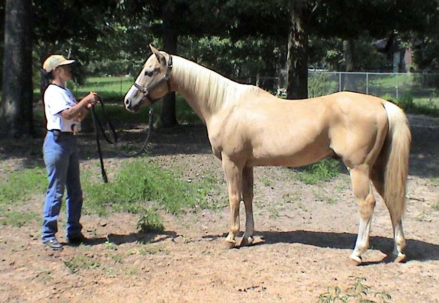 horse rehabilitation