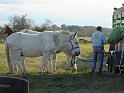 Kings-Kowboys-Fall-Trail-Ride-11-17-18-069